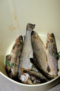 Trout in A Pontenova (Lugo)