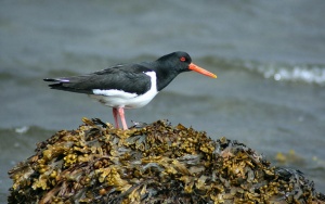 Bird watching in Galicia